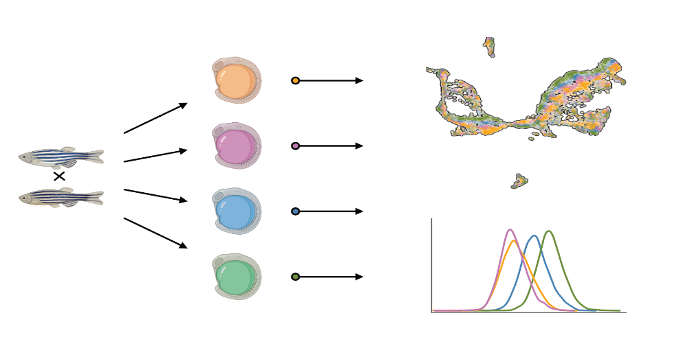 Gene expression variability across sibling embryos. 