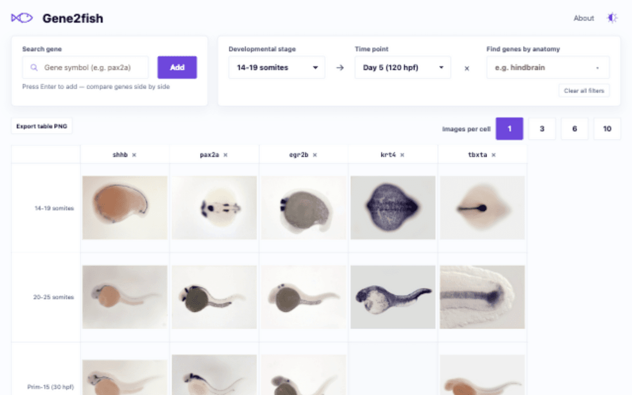 Gene2Fish comparing in situ hybridization images for five genes across zebrafish developmental stages